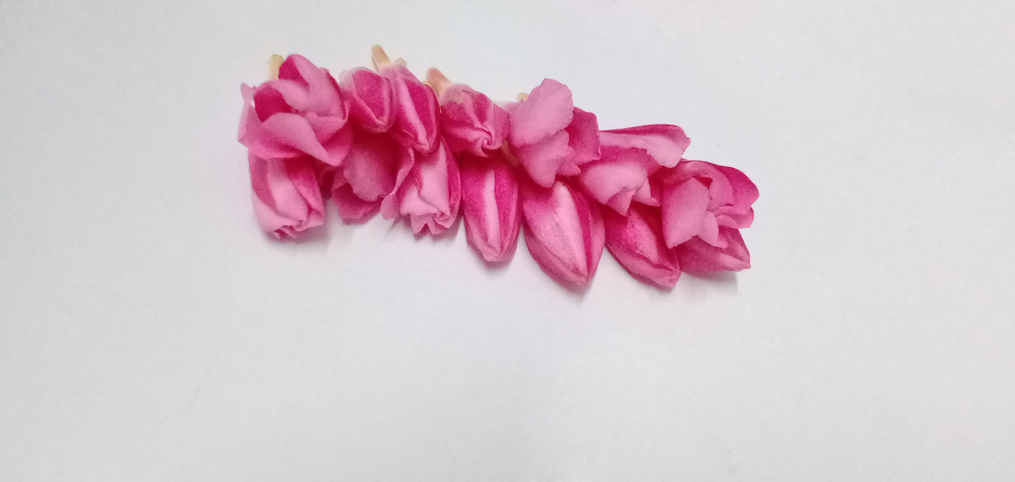 Ganneru / Oleander  flowers